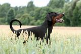 DOBERMANN 226